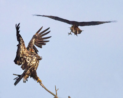 Juvenile eagle in Maine yelling at osprey.jpg