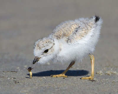 Baby Piping Plover watches sand worm on sand.jpg