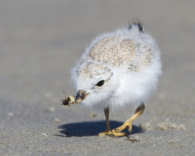 Baby Piping Plover eating sand worm.jpg