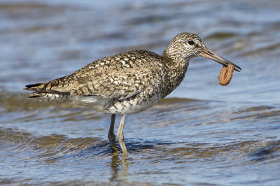 Willet with juicy worm.jpg