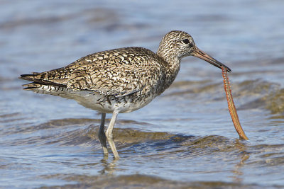 Willet with giant worm.jpg