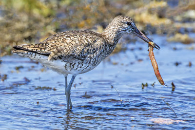 Willet with giant worm.jpg