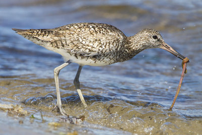 Willet pulling out worm.jpg