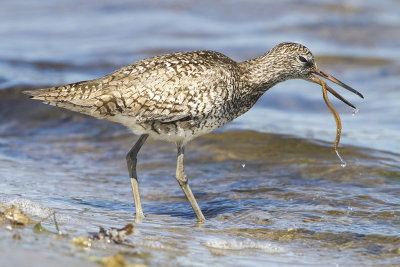 Willet eating giant worm.jpg