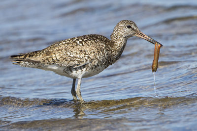 Willet with giant worm.jpg