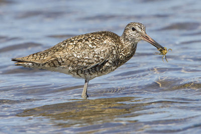 Willet with crab.jpg