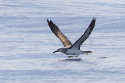 Yellow-nosed Albatross 1.jpg