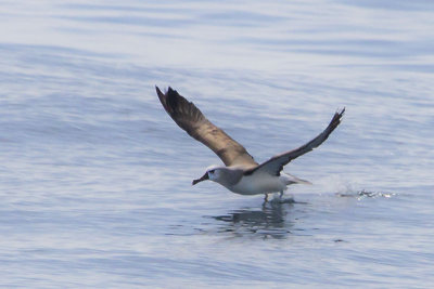 Yellow-nosed Albatross 2.jpg