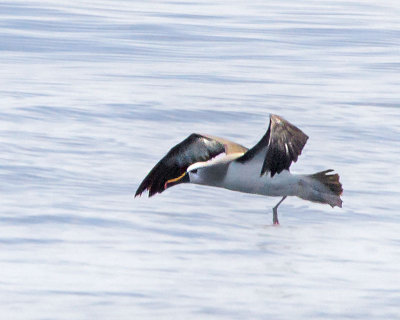Yellow-nosed Albatross 3.jpg