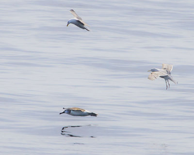 Yellow-nosed Albatross chased by gulls.jpg