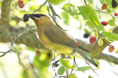 Cedar Waxwing w berry 3.jpg