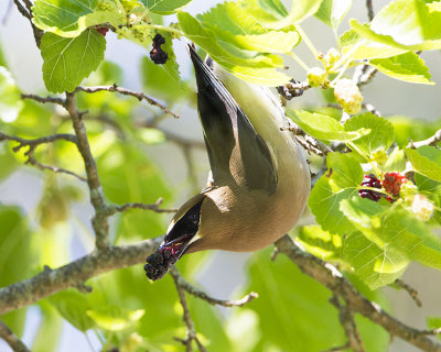 Cedar Waxwing w berry 2.jpg