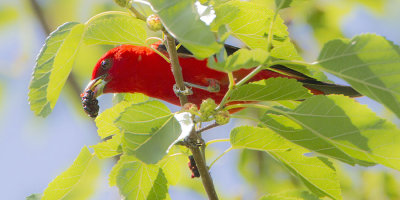 Scarlet Tanager w berry 2.jpg