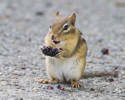 Chipmunk eating berry.jpg
