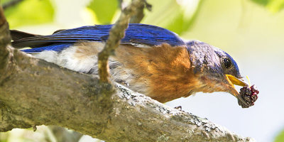 Bluebird with berry.jpg