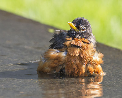 Robin bathing.jpg