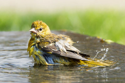 Oriole female bathing.jpg