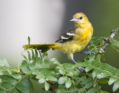 Oriole female on branch.jpg