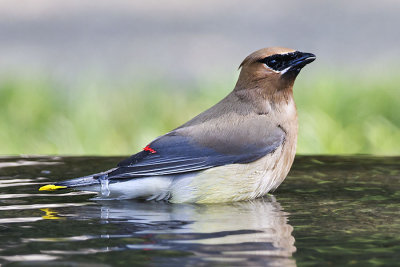 Cedar Waxwing bathing 3.jpg