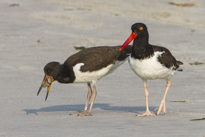 Oystercatcher and juvenile with crab.jpg