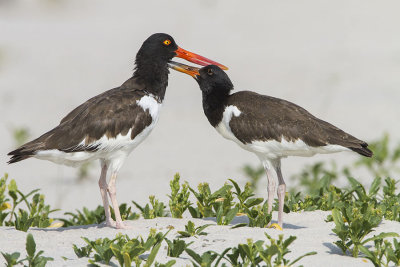 Oystercatcher juvenile preens mom.jpg