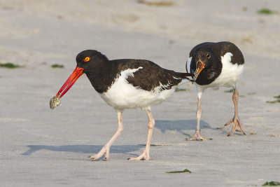 Juvenile Oystercatcher chases mom for crab.jpg