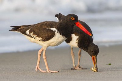 Oystercatcher and juvenile with crb 2.jpg