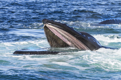 Humpback Whale feeding.jpg