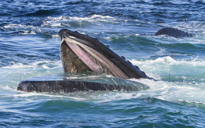 Humpback Whale feeding 2.jpg
