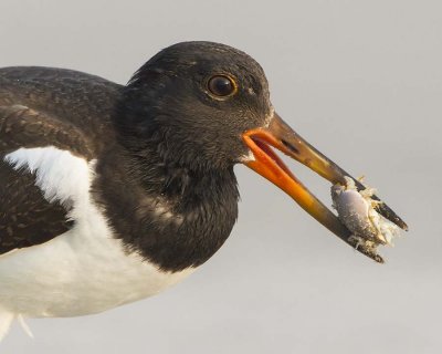 Juvenile Oystercatcher with crab.jpg