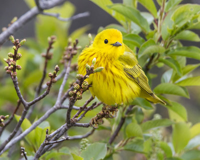 Yellow Warbler posing.jpg