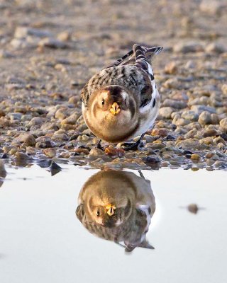 Snow Bunting and reflection.jpg