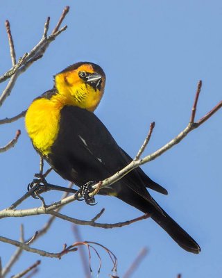 Yellow-headed Blackbird.jpg