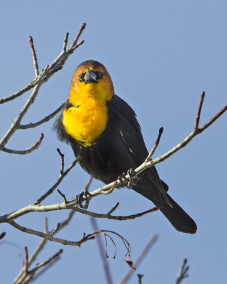 Yellow-headed Blackbird 2.jpg