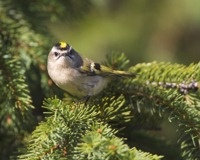 Golden-crowned Kinglet 2.jpg