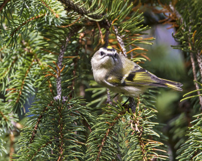 Golden-crowned Kinglet 3.jpg