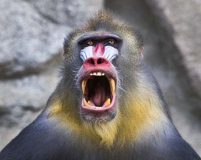 Mandrill yawning.jpg