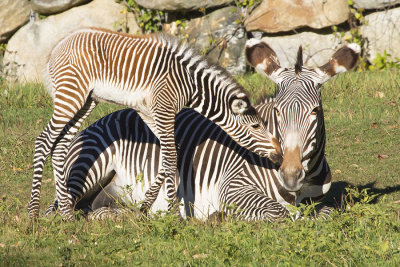 Grevys Zebra with newborn.jpg