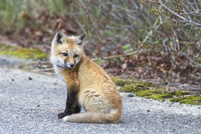 Fox kit close.jpg