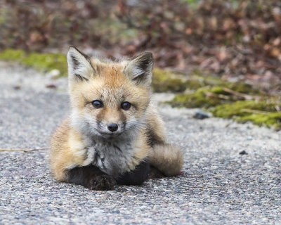 Fox kit sits by me.jpg