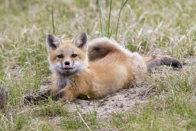 Fox kit with tongue.jpg