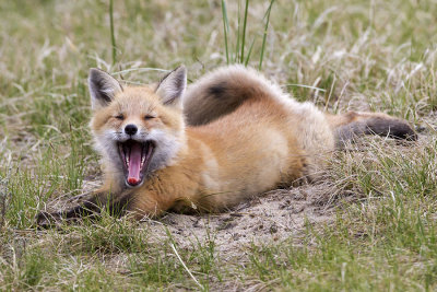 Fox kit yawning.jpg