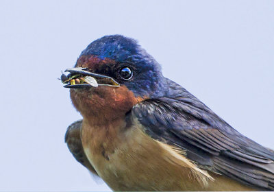 Barn Swallow with dragonfliesjpg