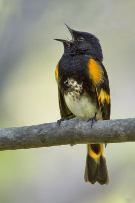 American Redstart singing.jpg