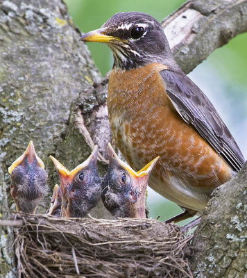 Robin with babies.jpg