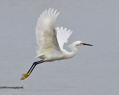 Snowy Egret taking off.jpg