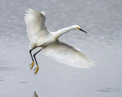 Snowy Egret landing.jpg
