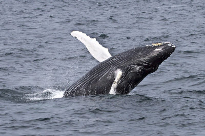 Humpback Whale breaching.jpg