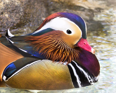 Mandarin Duck.jpg