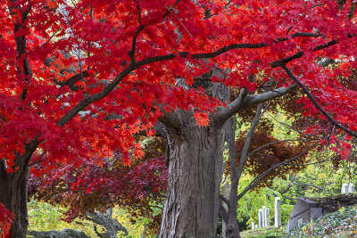 Mt Auburn foliage with headstones.jpg